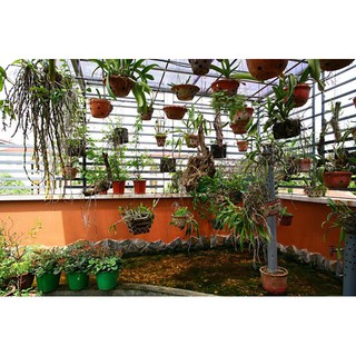 Phân bón lá Humat  giúp cây mập thân, dày lá, vọt đọt, chống nứt thân, vàng lá