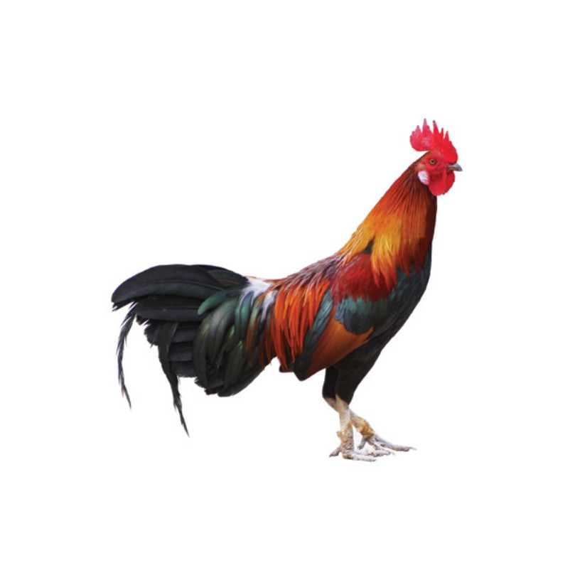 Sách - Flashcards – Dạy trẻ về thế giới xung quanh