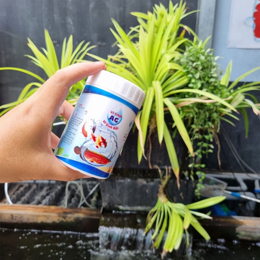 Men vi sinh dạng bột Ag cho hồ cá Koi