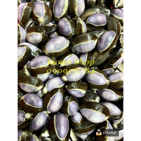 Vỏ ốc nga cà phê tím 100gr