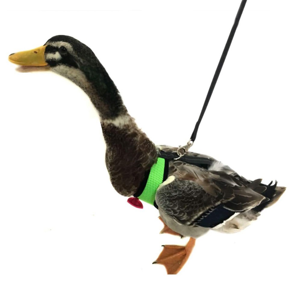 Dây Đai Dắt Gà Đi Dạo Tiện Lợi