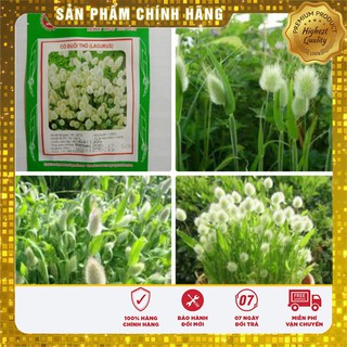 Hạt Giống Cỏ Đuôi Thỏ (50 hạt ) LUCKY SEEDS