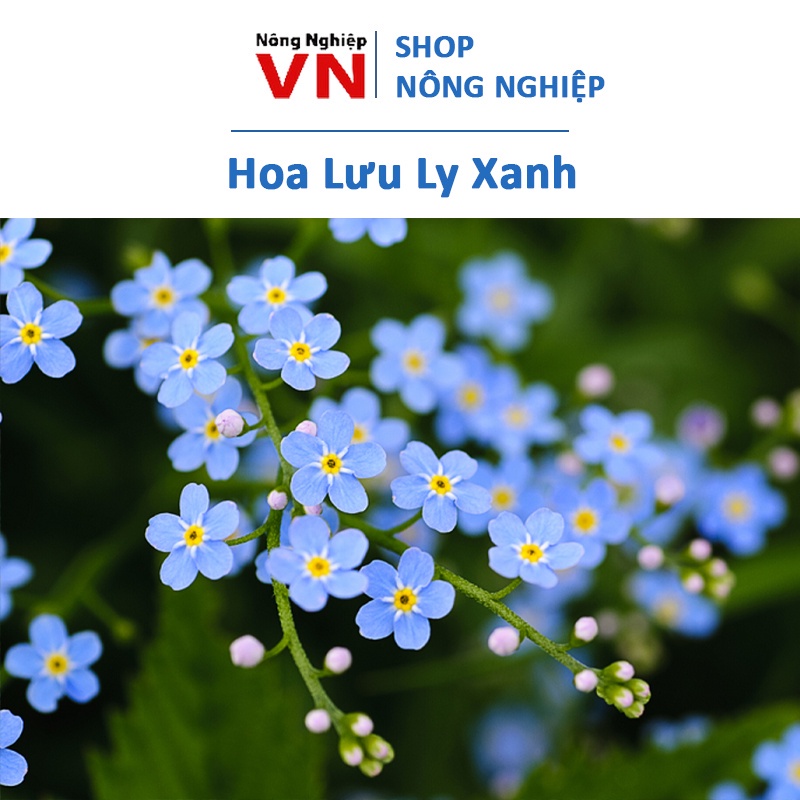 Hạt Giống Hoa Lưu Ly Xanh 50H