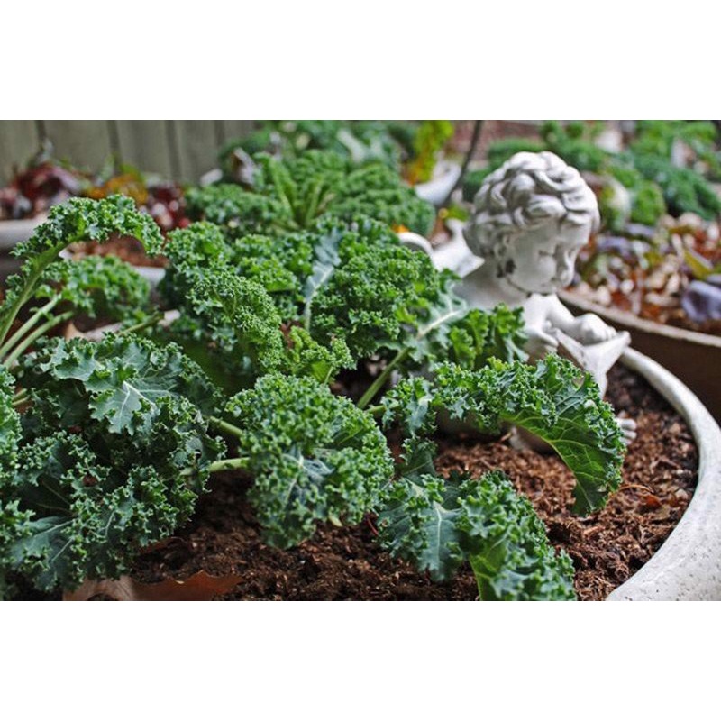 ( SIÊU HOT ) Hạt giống cải xoan xanh Kale 2gr