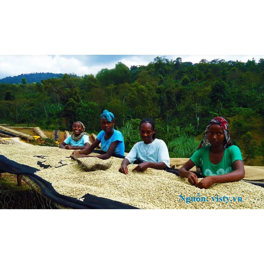 SPECIALTY COFFEE (CÀ PHÊ ĐẶC SẢN) - HẠT - 4 TÚI 250 GRAM - ETHIOPIA EYD YIRGACHEFFE IDIDO G1 - SƠ CHẾ ƯỚT WASHED. | BigBuy360 - bigbuy360.vn