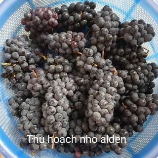 Cây Giống Nho Đen Alden (Cây Nho Pháp)