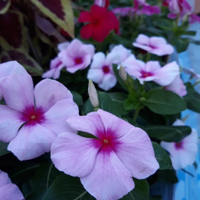 Vải của Phan katy