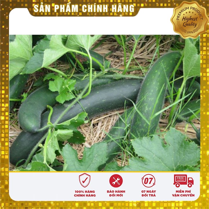 Hạt giống bí xanh cao sản (2gr)