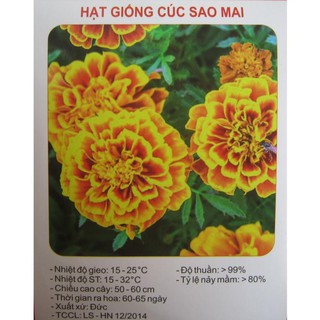 [HOT] Hạt giống hoa cúc sao mai - 50 hạt