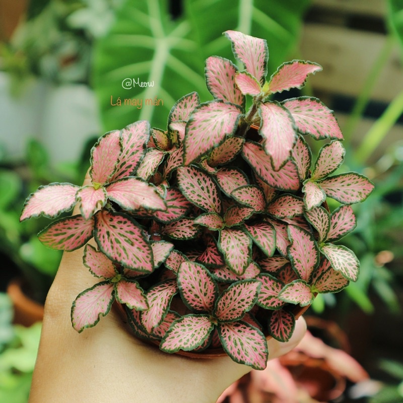 Cây cẩm nhung  đủ màu sắc| Lá may mắn để bàn làm việc, văn phòng