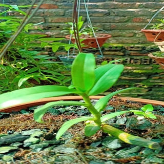 (GIẢM GIÁ) Phi điệp 5ct bảo duy hàng cấy mô