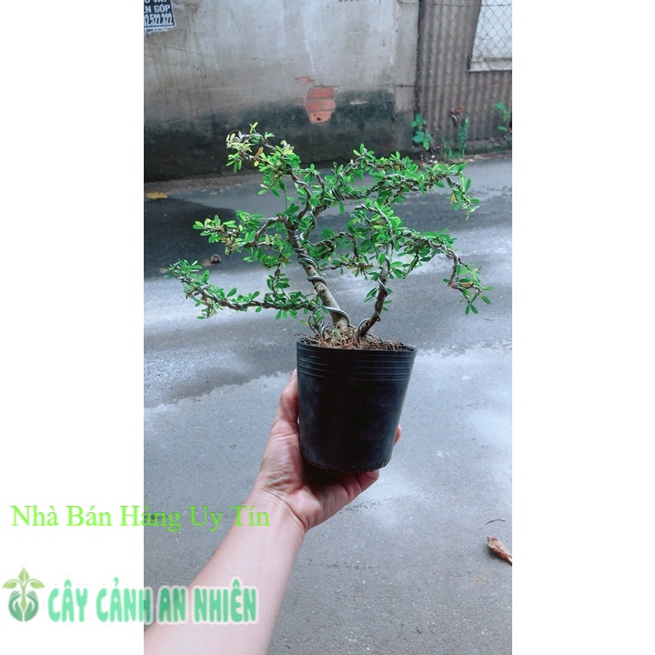 Linh Sam Bonsai