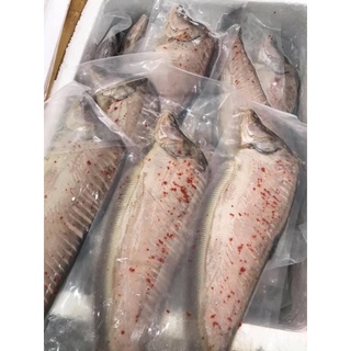 Cá thác lác rút xương , 1,1 kg