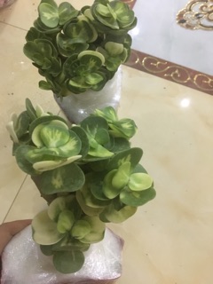 Cây lục bình đột biến - Sen đồng xu var lớn