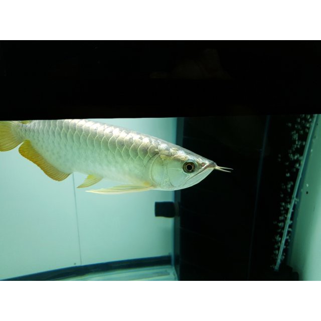 AL661-ĐÈN THỦY SINH - NEO-HELIO PRO - Dee-450D -24w