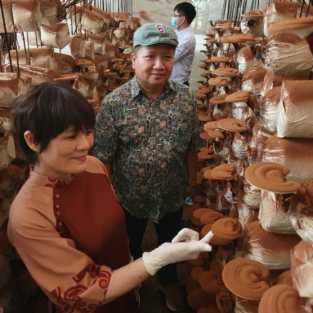 Hộp nấm Linh Chi Trường Sinh thái lát An Bình 200g