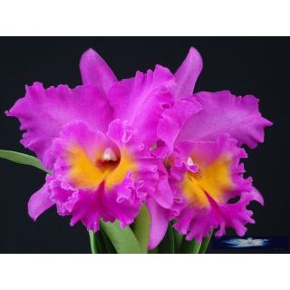 Lan cattleya chọn màu cây trưởng thành sắp hoa