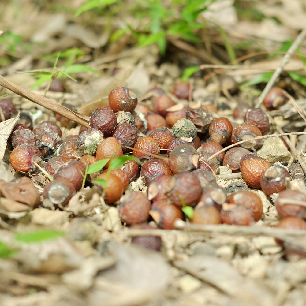 Bồ hòn Vietherb