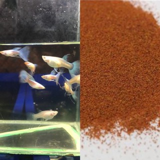 Cám cá MS14 Guppy blue topaz ribbon 1 bộ