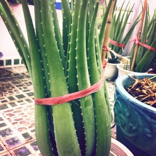 Cây Nha Đam giống Mỹ ( cây lô hội )