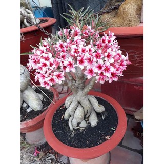 Hoa Sứ Thái - Hoa sứ nhà nàng