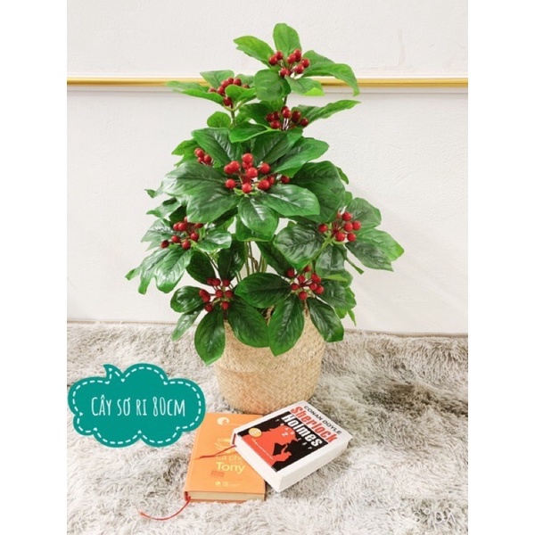 Cây Giả - Cây sơ ri - cây kim ngân lượng cao 80cm