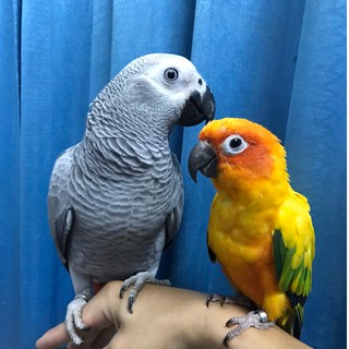 HẠT TỔNG HỢP HÀ NỘI