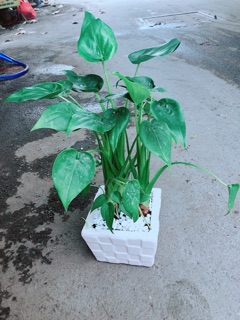 Chậu Môn Tai Phật