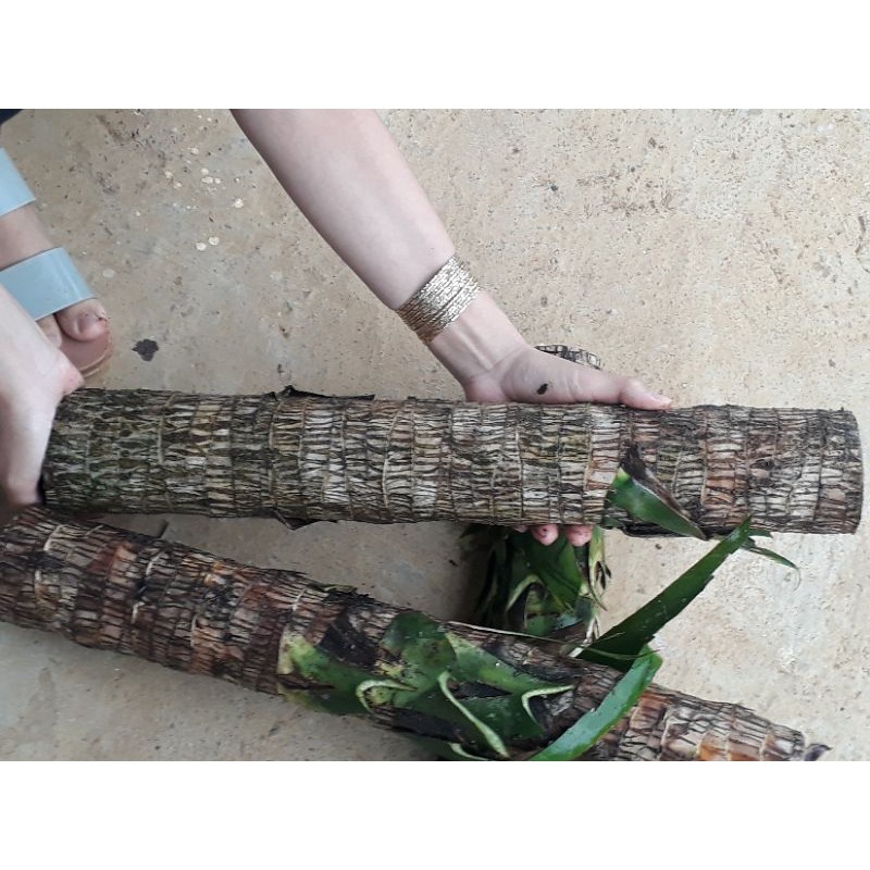 Khúc thiết mộc lan lá xanh