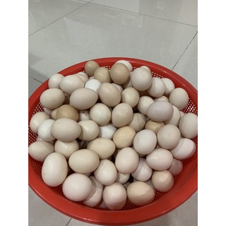 Trứng gà ác vĩ 10 trứng