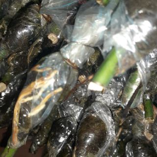Cành chiết đẹp mới cắt