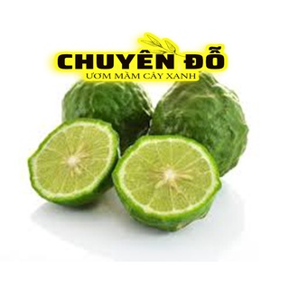Cây Chúc, trái chúc, chanh Thái 20-80cm