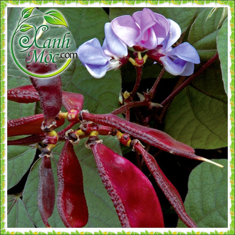 Hạt giống Đậu ván đỏ