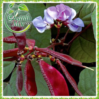 Hạt giống Đậu ván đỏ