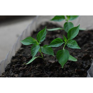 Hạt giống ớt ngũ sắc