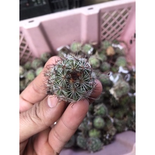 Xương rồng mami vĩ