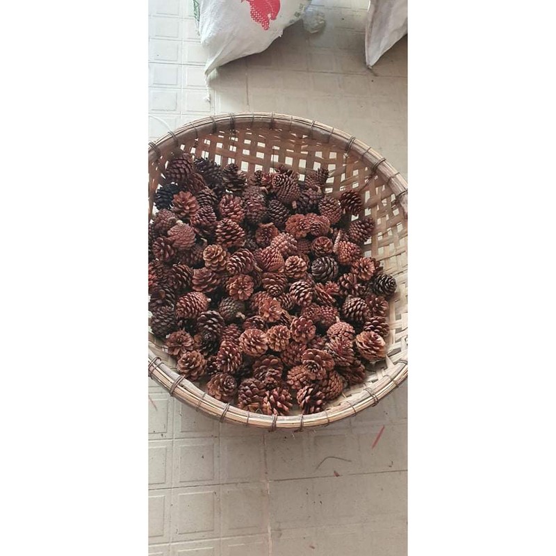trái thông khô(alder cones)