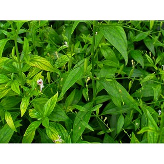 cây xuyên tâm liên trị mụn nhọt cho bé 500g