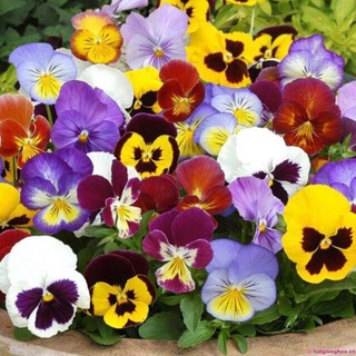 Hạt giống hoa PANSY MIX (Viola)