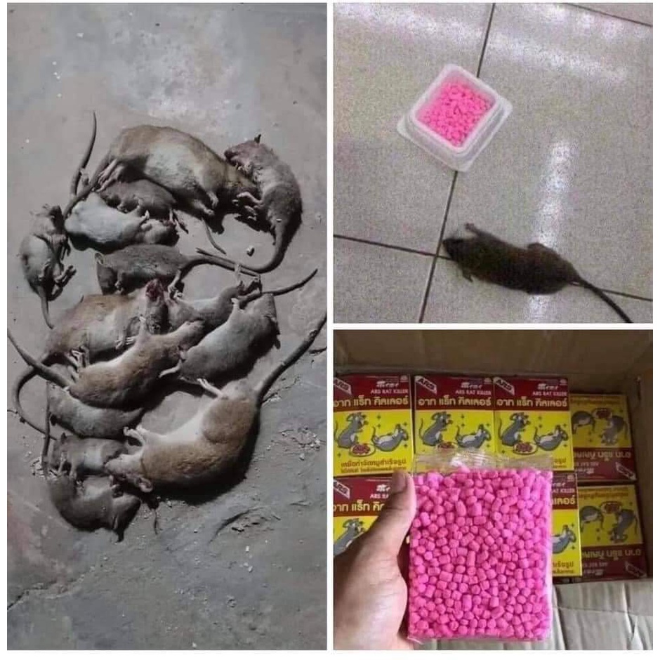 THUỐC DIỆT CHUỘT THÁI TIÊU DIỆT CẢ ĐÀN CHUỘT ( COMPO 2 HỘP)