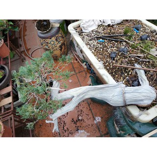 Thuốc bôi lũa bonsai 500ml