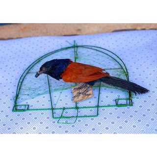 bịp giả 50k. bộ mẹt bịp 200k