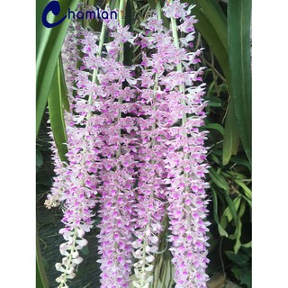 combo 5 cây LAN GIÁNG HƯƠNG ĐUÔI CHỒN TÍM rừng lào  TẶNG kèm PHÂN DÊ đã sử lý nấm mốc giúp cây ra dễ phát triển nhanh