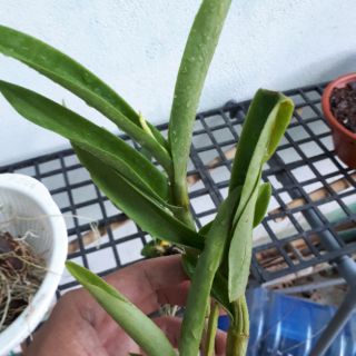 Lan Denro nắng