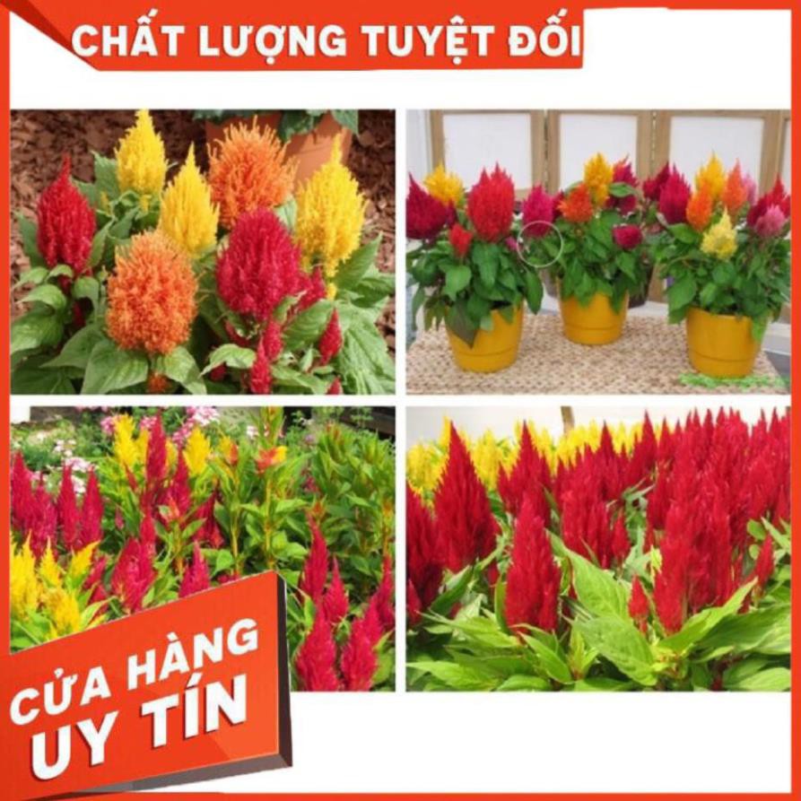 Sẵn hàng CHẬU HOA MÀO GÀ SIÊU HOA, SIÊU ĐẸP