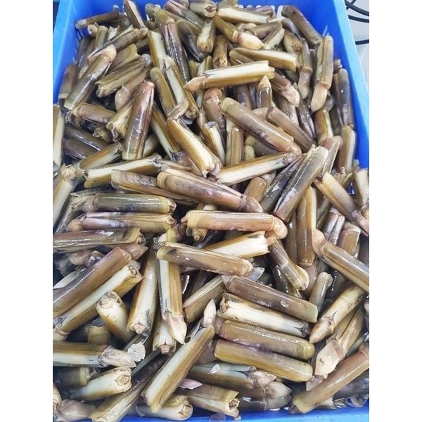 500gr ruột ốc móng tay ăn vào là mê- chỉ giao hoả tốc
