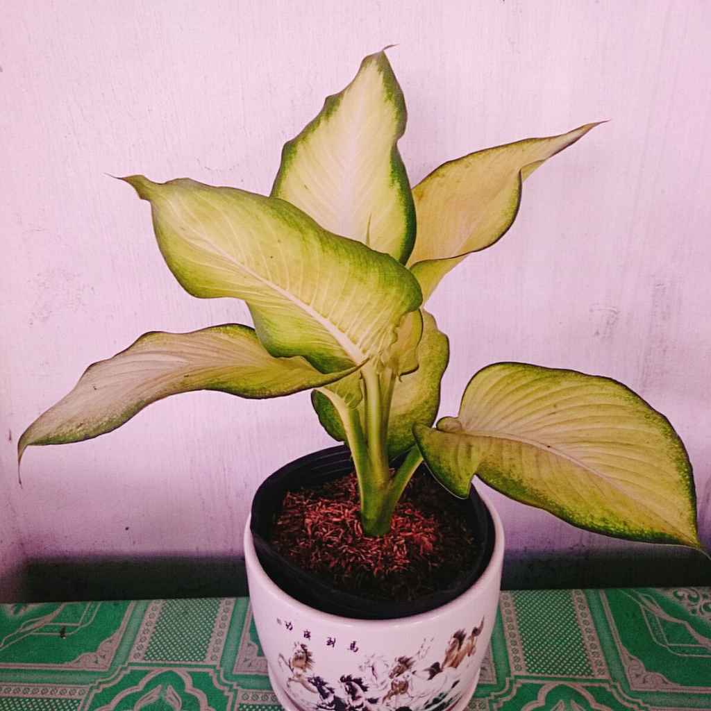 Combo Cây Thiên Hoàng + Cây Thanh Hậu