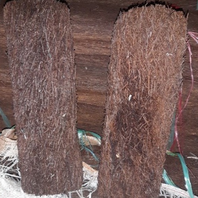 Dớn trụ trồng lan