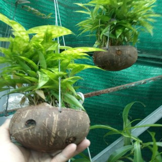 cây trúc nhật