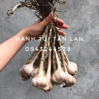 TỎI HẢI DƯƠNG